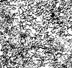 Cementite globules in properly hot-worked steel (x 200)